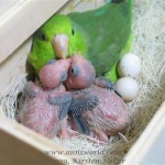 Parrotlet with chicks and eggs
