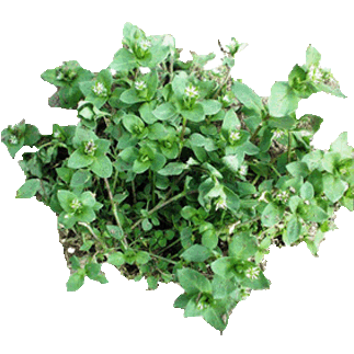 Chickweed: Healthy Nutrition for Budgerigar, Parrots and other Birds Chickweed: Healthy Nutrition for Budgerigar, Parrots and other Birds