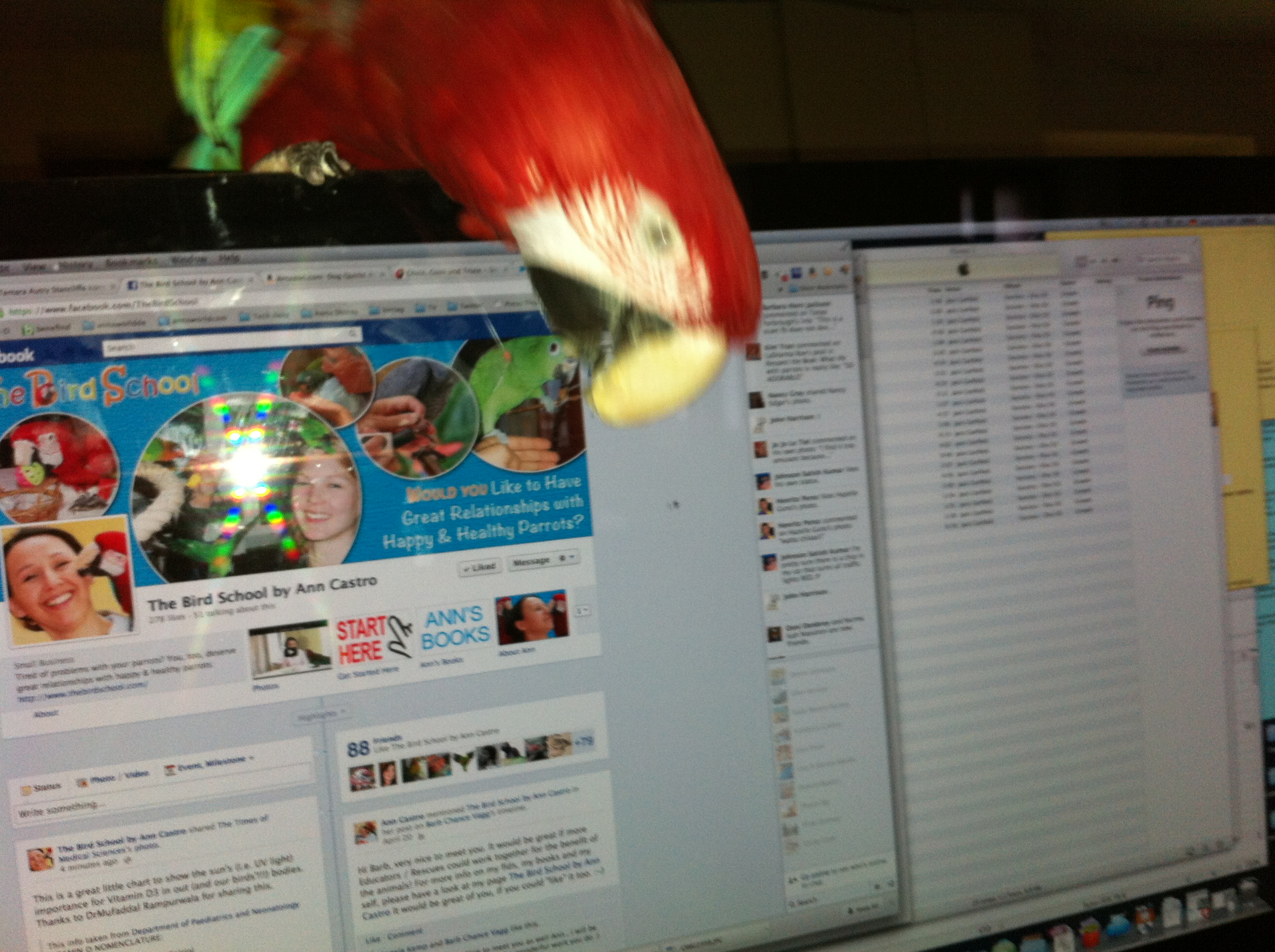 Greenwing macaw Lizzie playing not training