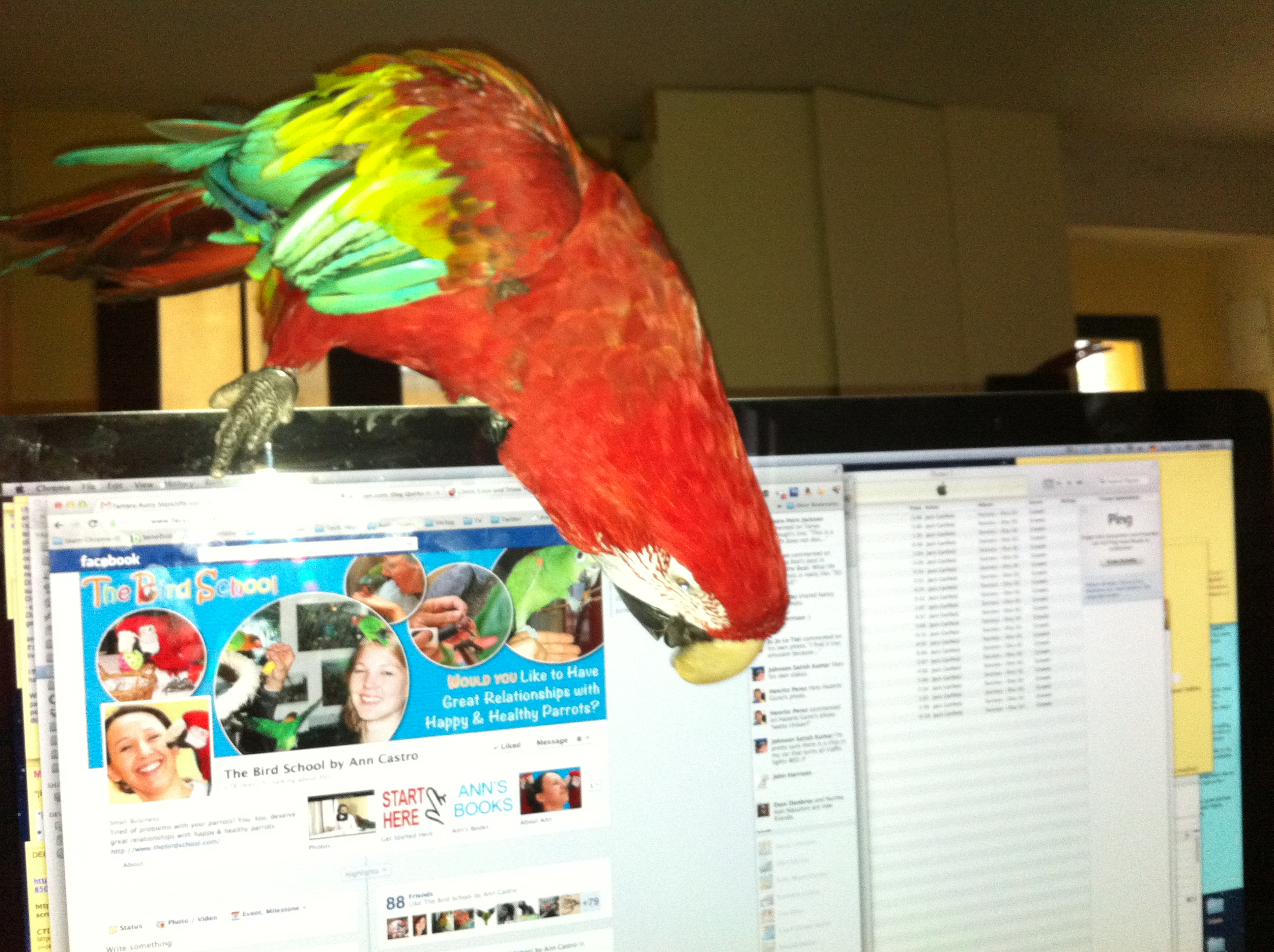 Greenwing macaw Lizzie playing not training