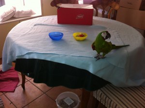 IKEA Fleece Blanket on Parrot Feeding Table