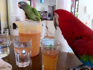 Greenwing macaw and Blue Crowned Conure Drink Lemonade