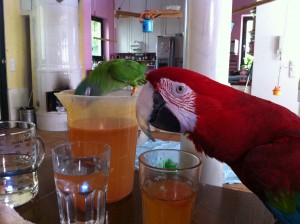 Photo: Ann Castro Yummy, yummy lemonade ...