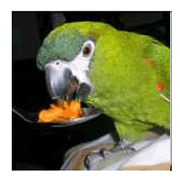 Hahn's Macaw Enjoying Red Palm Oil Straight from the Spoon Hahn's Macaw Enjoying Red Palm Oil Straight from the Spoon