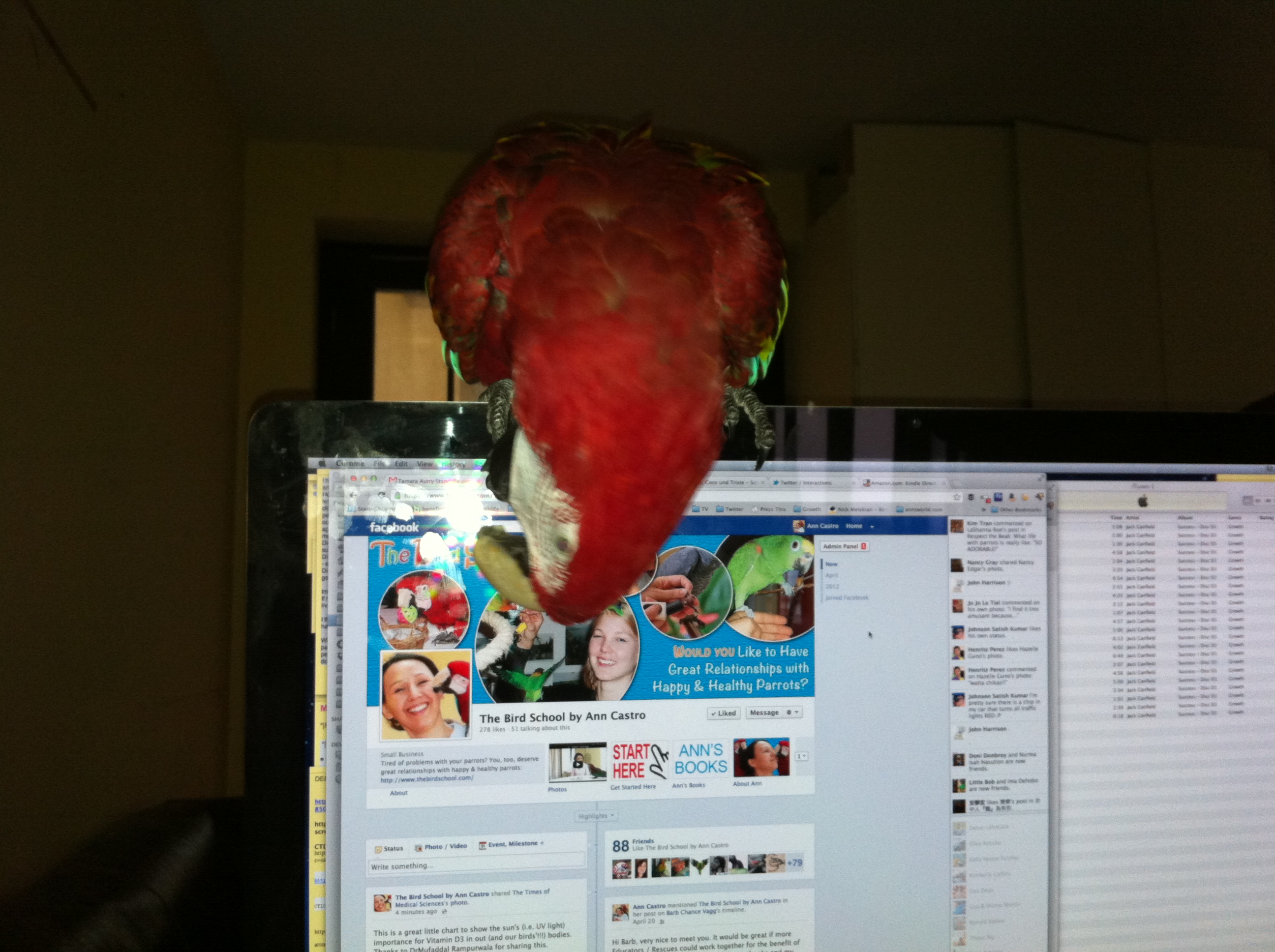 Greenwing macaw Lizzie playing not training