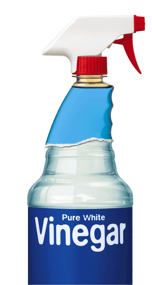 parrot health | vinegar