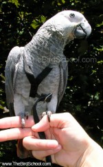 African Grey Parrot Trained to Wear a Harness
