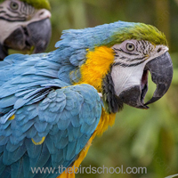 macaw-508877_960_720-SQ-200x200px macaw-508877_960_720-SQ-200x200px