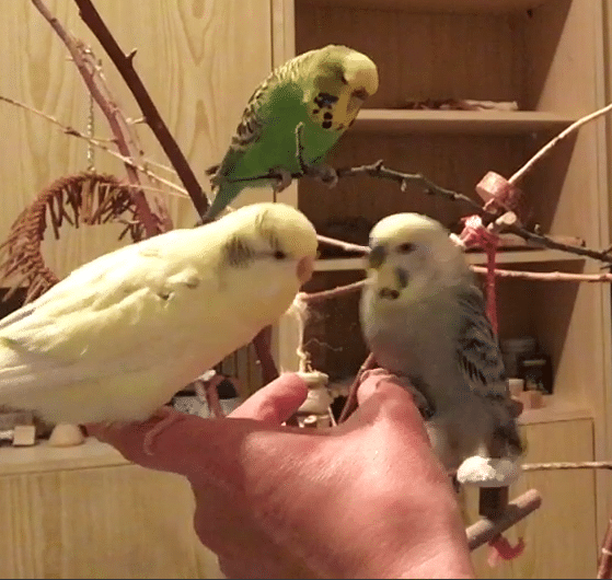 Annette Testimonial photo Budgerigars